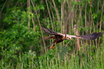 Marsh Harrier (Circus aeruginosus) collecting nesting material, Germany, May.