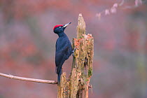 Black woodpecker (Dryocopus martius) male feeding, Germany, December.