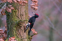 Black woodpecker (Dryocopus martius) male on tree trunk, Germany, February.