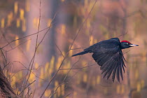 Black woodpecker (Dryocopus martius) male in flight, Germany, February.