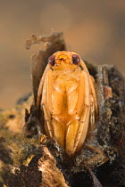 Caddisfly pupa (Trichoptera), Europe, June, controlled conditions