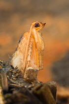 Caddisfly pupa (Trichoptera), Europe, June, controlled conditions