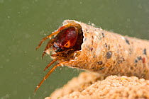 Case-building caddisfly larva (Sericostoma sp.), underwater, Europe, November, controlled conditions