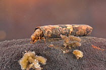 Case-building caddisfly larva (Limnephilidae), underwater, Europe, June, controlled conditions