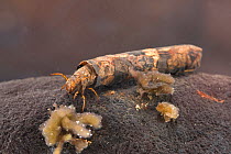 Case-building caddisfly larva (Limnephilidae), underwater, Europe, June, controlled conditions