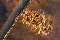 Case-building caddisfly larva (Limnephilus rhombicus), Europe, June, controlled conditions
