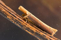 Case-building caddisfly larva (Anabolia sp.), crawling on a submerged wood, Europe, June, controlled conditions