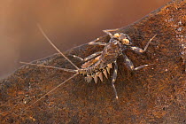 Flathead mayfly nymph (Electrogena sp.), clinging at the bottom, Europe, June, controlled conditions