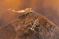 Summer mayfly nymphs (Siphlonurus lacustris) and Flathead mayfly nymph (Electrogena sp.), underwater, Europe, June, controlled conditions