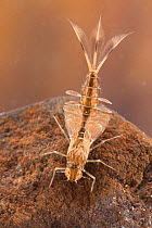 Summer mayfly nymph (Siphlonurus lacustris), underwater, Europe, June, controlled conditions