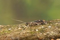 Flathead mayfly nymph (Heptagenia flava), underwater, Europe, June, controlled conditions