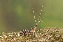 Flathead mayfly nymph (Heptagenia flava), expelling waste, Europe, June, controlled conditions