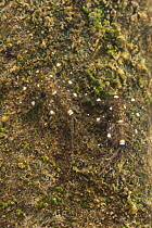 Flathead mayfly nymphs (Ecdyonurus sp.), camouflaged on a stone underwater, Europe, June, controlled conditions