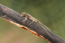 Flathead mayfly nymph (Heptagenia flava), on piece of submerged wood, Europe, June, controlled conditions