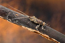 Flathead mayfly nymph (Heptagenia flava), on piece of submerged wood, Europe, June, controlled conditions