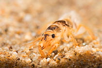 Common burrowing mayfly nymph (Ephemera danica), Eupope, June, controlled conditions