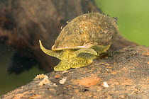 Freshwater snail (Radix sp.), on submerged root, Europe, June, controlled conditions