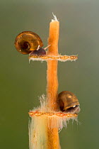 Great ramshorn snails (Planorbarius corneus) juvenil, feeding on a stem of horsetail plant, Europe, November, controlled conditions