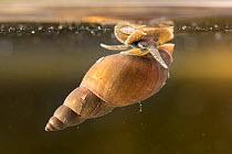 Freshwater snail (Stagnicola sp.), by the water surface, Europe, July, controlled conditions