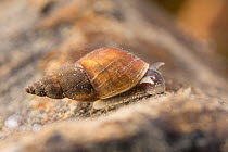 Freshwater snail (Stagnicola sp.), on stone underwater, Europe, July, controlled conditions