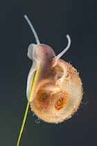 Great ramshorn snail (Planorbarius corneus) juvenil, onstem of aquatic plant, Europe, June, controlled conditions