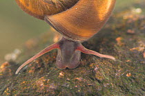 Ramshorn snail (Planorbis planorbis), on stone underwater, Europe, June, controlled conditions