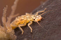 Stonefly nymph (Isoperla sp.), underwater, Europe, June, controlled conditions