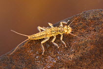 Stonefly nymph (Isoperla sp.), underwater, Europe, June, controlled conditions