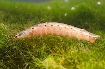 Horse fly larva (Tabanidae), Europe, February, controlled conditions