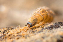Crane fly larva (Tipula sp.), Europe, November, controlled conditions