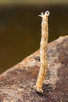 Crane fly larva (Tipula sp.), Europe, November, controlled conditions