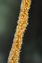 Freshwater sponge (Spongilla lacustris), with visible gemules, gemules are used in the asexual reproduction of sponges, Europe, November, controlled conditions