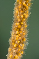 Freshwater sponge (Spongilla lacustris), with visible gemules, gemules are used in the asexual reproduction of sponges, Europe, November, controlled conditions