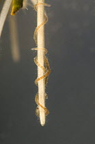 Aquatic oligochaete worms (Ophidonais serpentina), among the roots of aqatic plants, Europe, December, controlled conditions