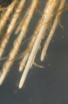 Aquatic oligochaete worms (Ophidonais serpentina), among the roots of aquatic plants, Europe, December, controlled conditions