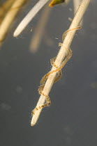 Aquatic oligochaete worms (Ophidonais serpentina), among the roots of aquatic plants, Europe, December, controlled conditions