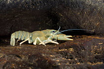 European crayfish (Astacus astacus), underwater, August, Europe, controlled conditions