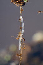 Aquatic oligochaete worm (Chaetogaster sp.), Europe, January, controlled conditions