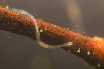 Aquatic oligochaete worm (Chaetogaster sp.), Europe, January, controlled conditions