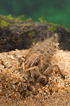 Clubtail dragonfly nymph (Gomphus vulgatissimus), burrowing into the sand at bottom, Europe, June, controlled conditions