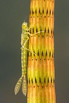 Narrow-winged damselfly nymph (Ischnura elegans), camouflaged on a stem of horsetail plant, June, Europe, controlled conditions