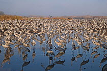 Common cranes (Grus grus), wintering at the Hula Lake Park, Hula Valley Northern Israel. Farmers spread 8 tons of Maize a day on to the marsh to keep the cranes from damaging their crops in the surrounding farmland.