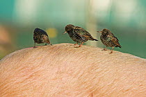 Starlings (Sturnus vulgaris) on back of pig feeding on ticks from animal North Norfolk, England, UK. January.