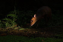 Reeves&#39;s muntjac (Muntiacus reeves) female in woodland at night, North Norfolk, England, UK. August. Introduced species.