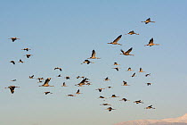 Common cranes (Grus grus), wintering at the Hula Lake Park, Hula Valley Northern Israel. Farmers spread 8 tons of Maize a day on to the marsh to keep the cranes from damaging their crops in the surrou...