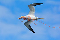 Northern gannet (Morus bassanus) carrying rope for nest back to colony at Hermaness, Unst. Shetland, June