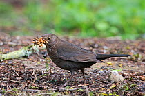 Blackbird (Turdus merula) female collecting mealworms for young at nest in garden Norfolk, England, UK.