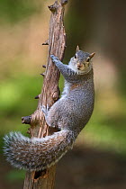 Grey squirrel (Sciurus carolinensis) in wood North Norfolk, England, UK.
