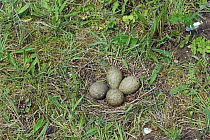 Eurasian curlew (Numenius arquata) clutch of eggs in nest in the Brecks Norfolk, England, UK. spring