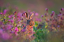Brown hare (Lepus europaeus) among Red Campion in meadow North Norfolk, England, UK. spring